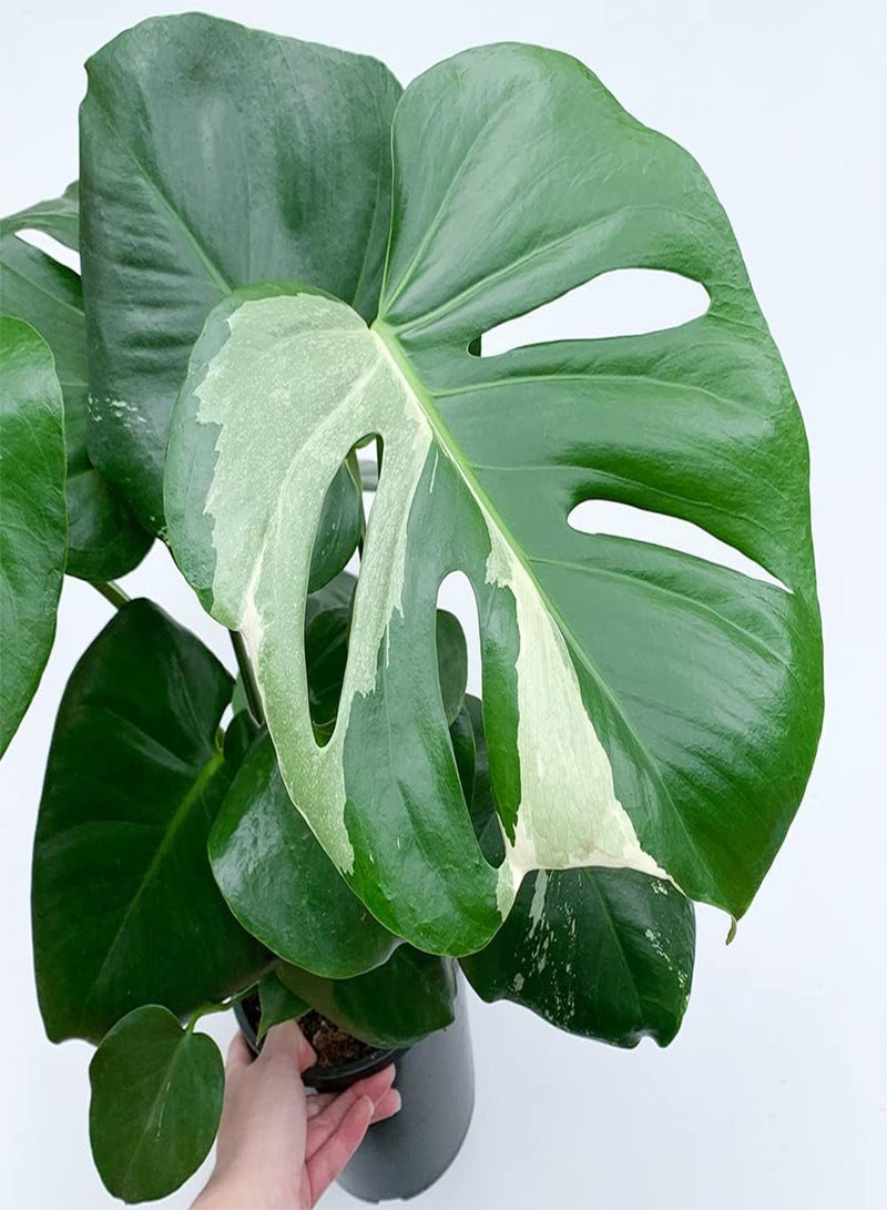 GGOOT 50 Monstera Seeds, Split-Leaf Philodendron, Swiss Cheese Plant, Windowleaf, Ceriman Seeds - Premium Heirloom Seeds - Beautiful Houseplant Indoor Plant - Image 3
