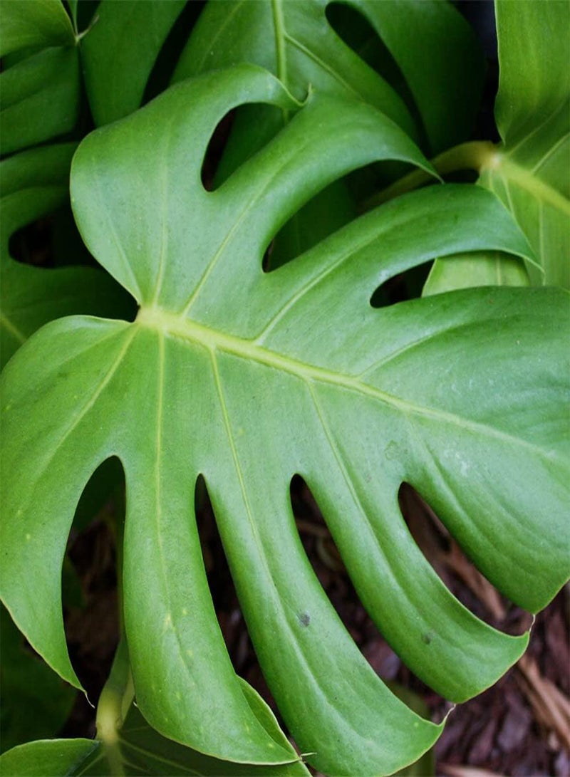 GGOOT 50 Monstera Seeds, Split-Leaf Philodendron, Swiss Cheese Plant, Windowleaf, Ceriman Seeds - Premium Heirloom Seeds - Beautiful Houseplant Indoor Plant - Image 4