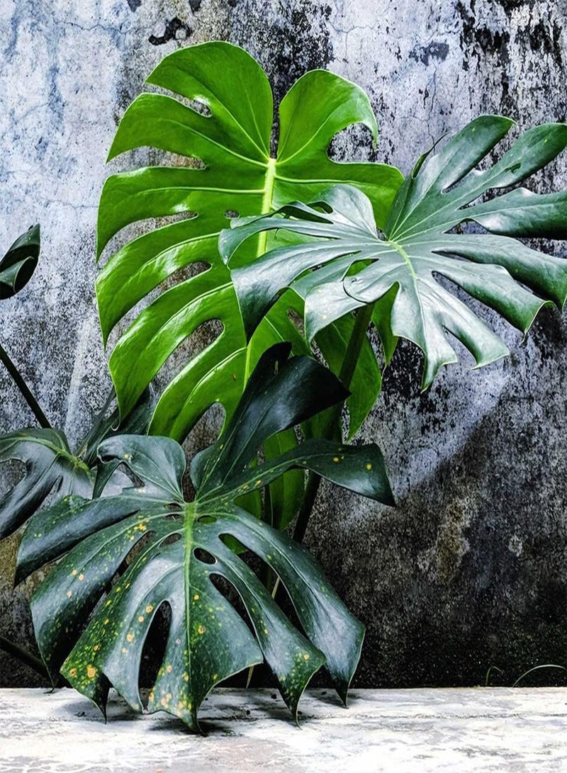 GGOOT 50 Monstera Seeds, Split-Leaf Philodendron, Swiss Cheese Plant, Windowleaf, Ceriman Seeds - Premium Heirloom Seeds - Beautiful Houseplant Indoor Plant - Image 5