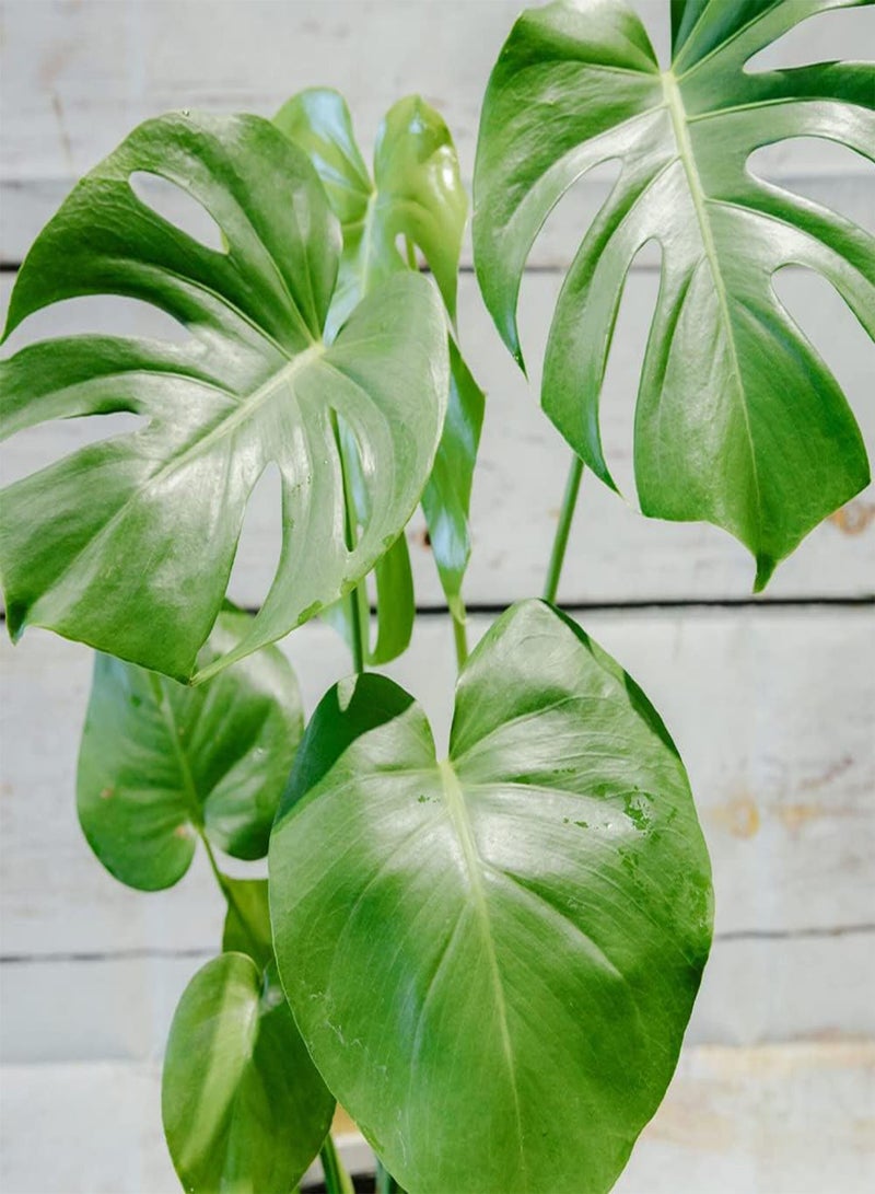GGOOT 50 Monstera Seeds, Split-Leaf Philodendron, Swiss Cheese Plant, Windowleaf, Ceriman Seeds - Premium Heirloom Seeds - Beautiful Houseplant Indoor Plant - Image 2