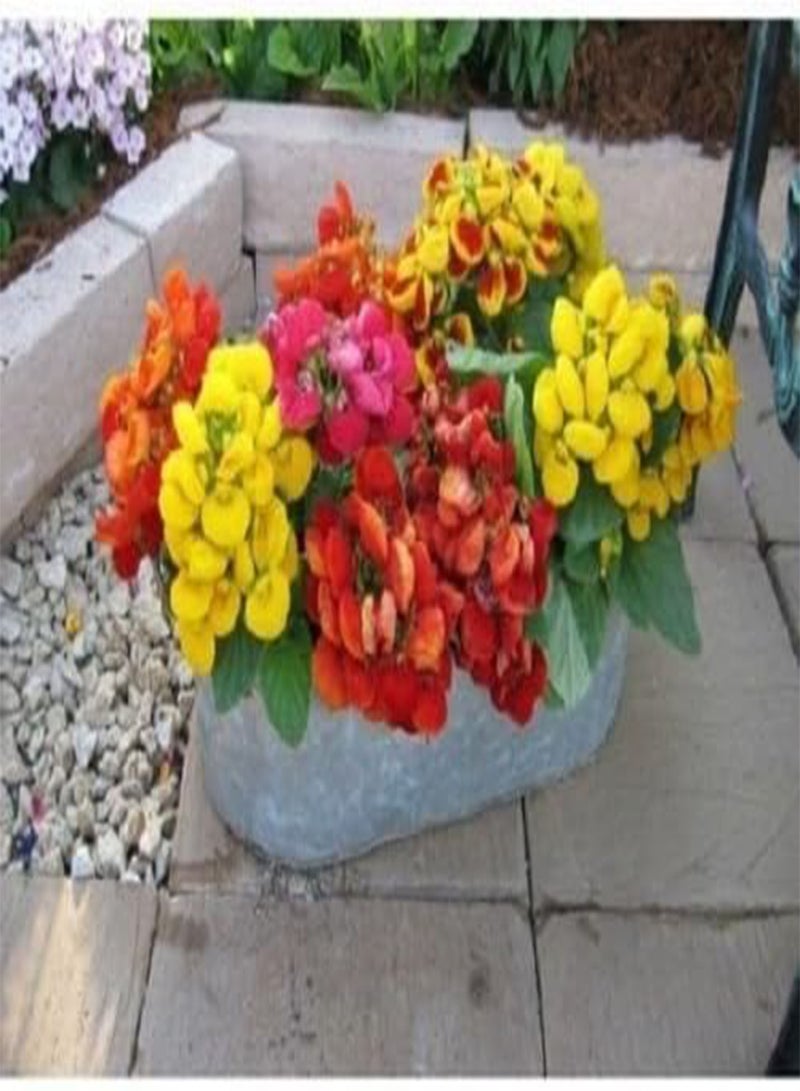 GGOOT Seeds Semi 25+ Calceloria Dainty Mix/Slipper Pocket System Seedss/Flowers: Only Seeds - Image 3