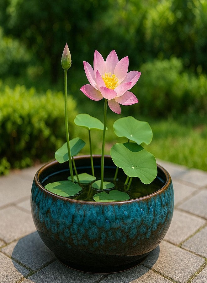 Oncpcare Lotus Bowl Planter - Glazed Ceramic Water Plant Pot for Indoor Outdoor Use, Shallow Hydroponic Vase for Lotus Seeds, Succulents, Bonsai, Water Lily Arrangement (Blue) - Image 5