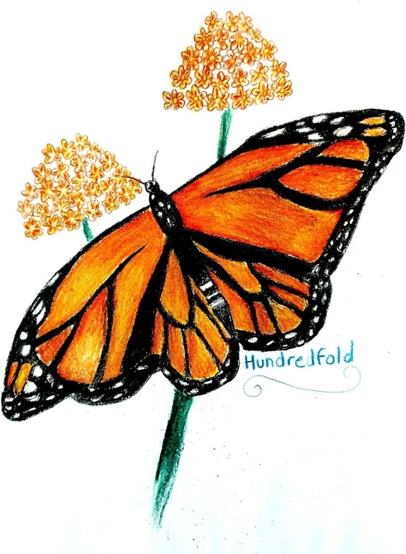 GGOOT Showy Milkweed 20 Seeds by  - Asclepias speciosa Canada Native Wild Flower Milk Weed, Host Plant for Monarch Caterpillar and Butterfly - Image 4