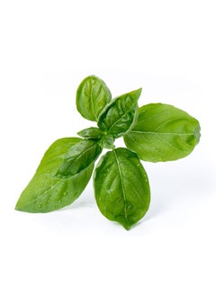 Veritable Veritable® Lingots® Collection Sweet Basil - Organic - Essential aromatic herbs Organic Seeds - Made in France  - Image 3