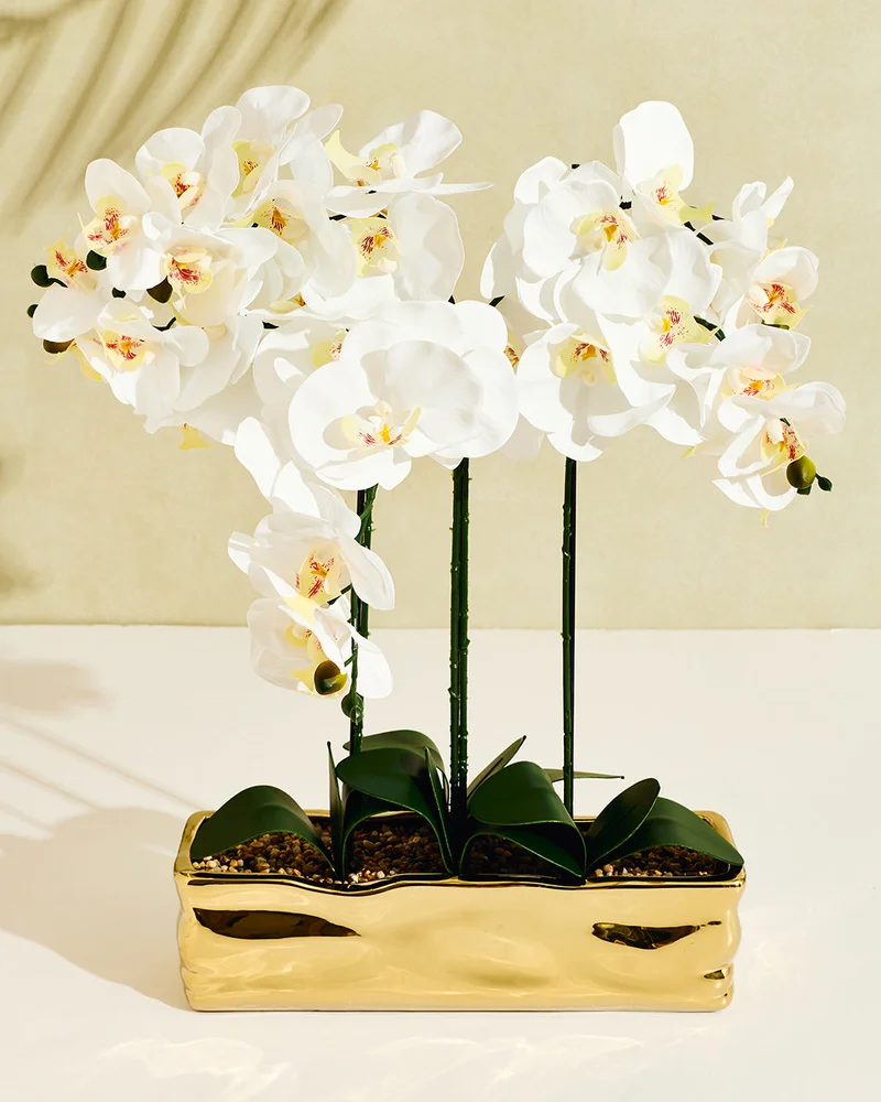 REDTAG White Orchid in Gold Ceramic