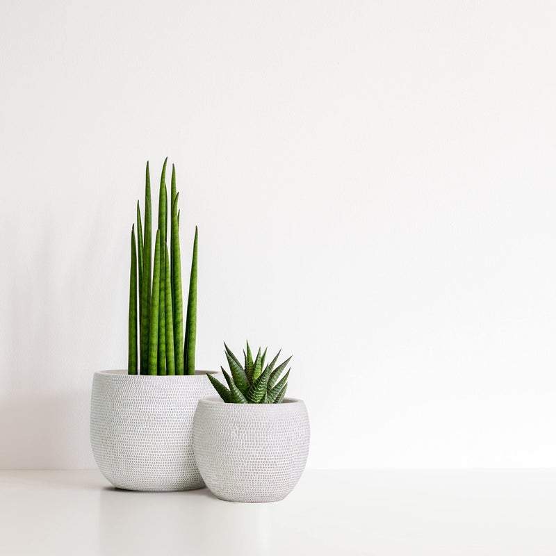 Olly & Rose Barcelona Ceramic Plant Pot Set 2 - White Flower Pots - Indoor & Outdoor Planters (White) - Image 2