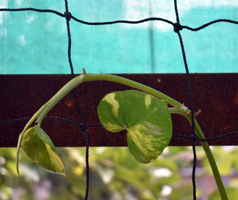 WNE Jaliwale Plant Climbing net & Creeper Net & Plant Trellis Net Plant Support Net Black Color for Agriculture and Gardening Net - 6Feet x 3Feet - Image 4