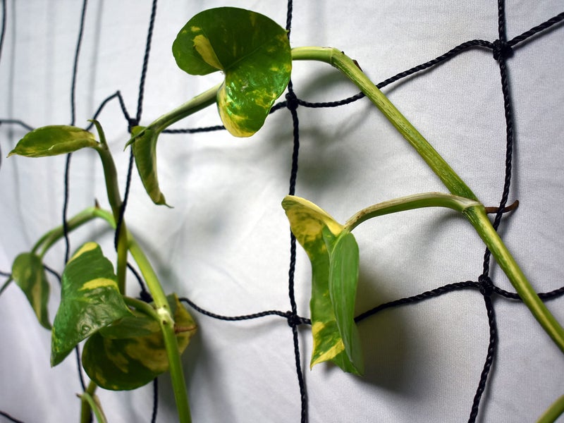 WNE Jaliwale Plant Climbing net & Creeper Net & Plant Trellis Net Plant Support Net Black Color for Agriculture and Gardening Net - 6Feet x 3Feet - Image 5