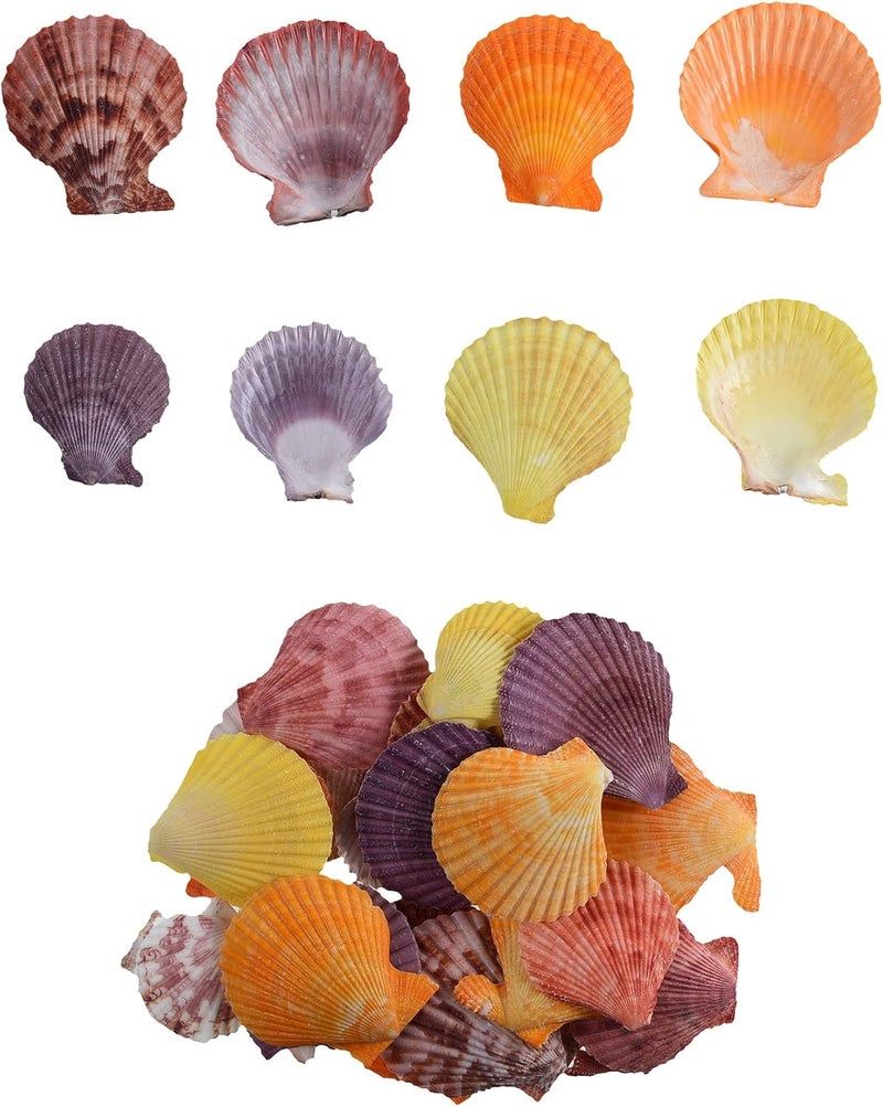 50+ Pcs Colorful Small Scallop Shell for DIY Crafts Decor Small Seashells for Home Decorations, Beach Themed Party, Fishtank, Vase Fillers