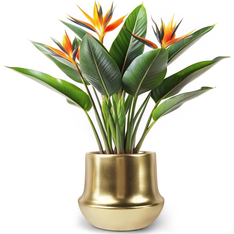 Gold Ceramic Planter Indoor Flower Pots Modern Decorative Large Plant Pot 71 inch Gold Brass Planter for All House PlantsSucculentsFlowers and Cactus