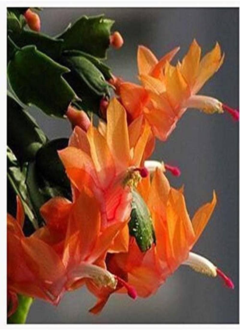 GGOOT - 20PCS/Pack Zygocactus Truncatus Seeds Schlumbergera Plants Easy To Grow Indoor Potted Plants - Yellow - Image 1