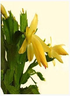 20PCS/Pack Zygocactus Truncatus Seeds Schlumbergera Plants Easy To Grow Indoor Potted Plants - Yellow
