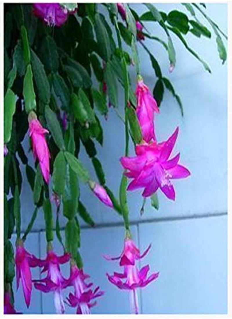 GGOOT - 20PCS/Pack Zygocactus Truncatus Seeds Schlumbergera Plants Easy To Grow Indoor Potted Plants - Yellow - Image 1