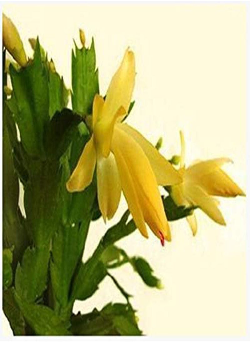 GGOOT - 20PCS/Pack Zygocactus Truncatus Seeds Schlumbergera Plants Easy To Grow Indoor Potted Plants - Yellow - Image 1