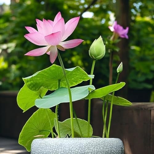 ZEshops 20pcs Mixed Pink, Red & Green Color Bowl Lotus Seeds for Planting Beautiful Water Plants for Indoor Bonsai, Outdoor Ponds (Lotus Seeds (for Germination)) - Image 5