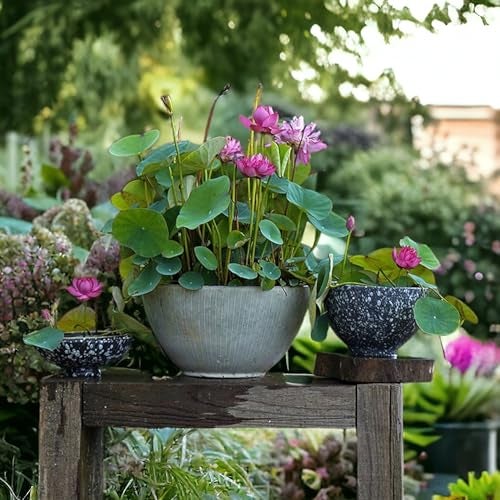 ZEshops 20pcs Mixed Pink, Red & Green Color Bowl Lotus Seeds for Planting Beautiful Water Plants for Indoor Bonsai, Outdoor Ponds (Lotus Seeds (for Germination)) - Image 1
