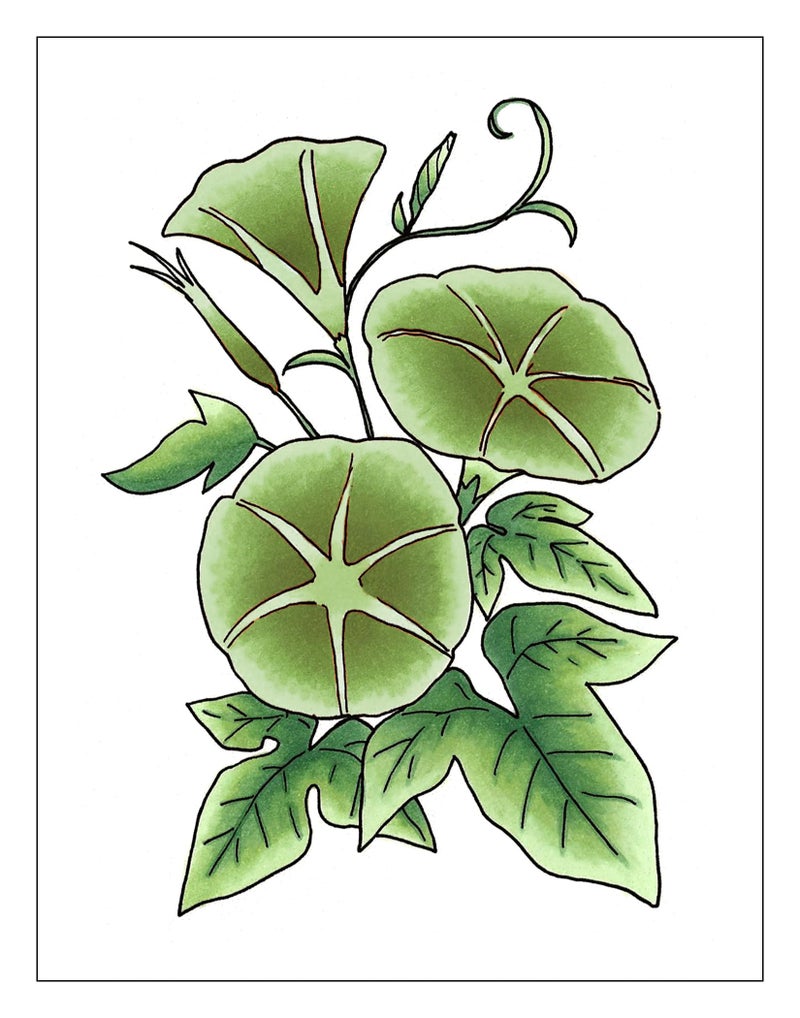 Copic Sketch, Alcohol Markers, Dual Brush Tip Art Marker for Adults, Permanent Ultra Blendable Sketch Markers for Coloring Drawing & Illustration Art - 3pc Set, Color Fusion #5, Green - Image 3