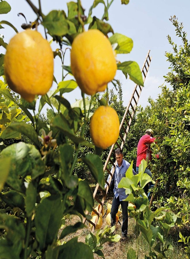 Weleda زيت الجسم المنعش من ويليدا بنكهة الحمضيات، 3.4 أونصة سائلة، زيت جسم غني بالنباتات مع قشر الليمون وزيوت اللوز الحلوة - Image 4
