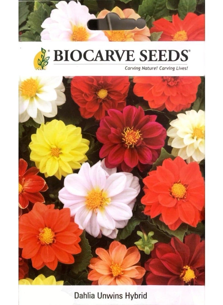 BIOCARVE SEEDS Dahlia Unwins Hybrid Seeds