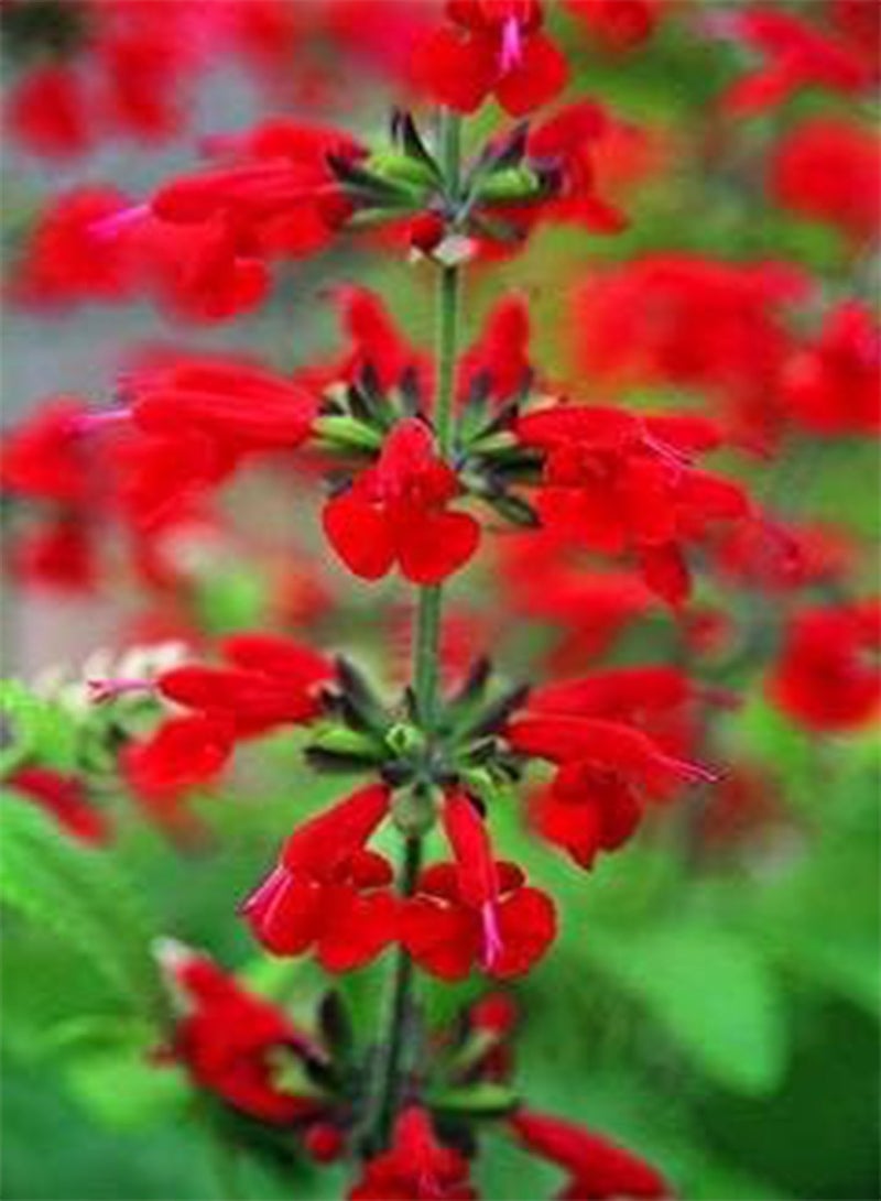 GGOOT Salvia Summer Jewel Red 100 Seeds
