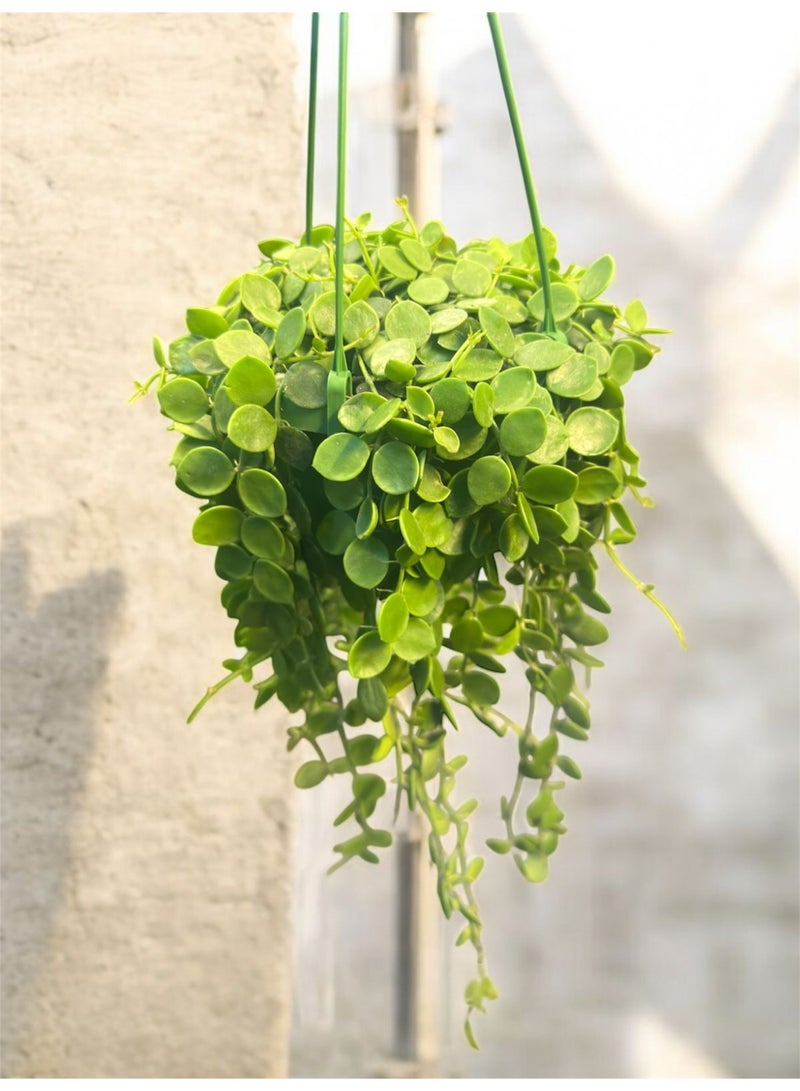 Dischidia Nummularia Indoor Plant for Sale Dubai UAE | Hanging Plant