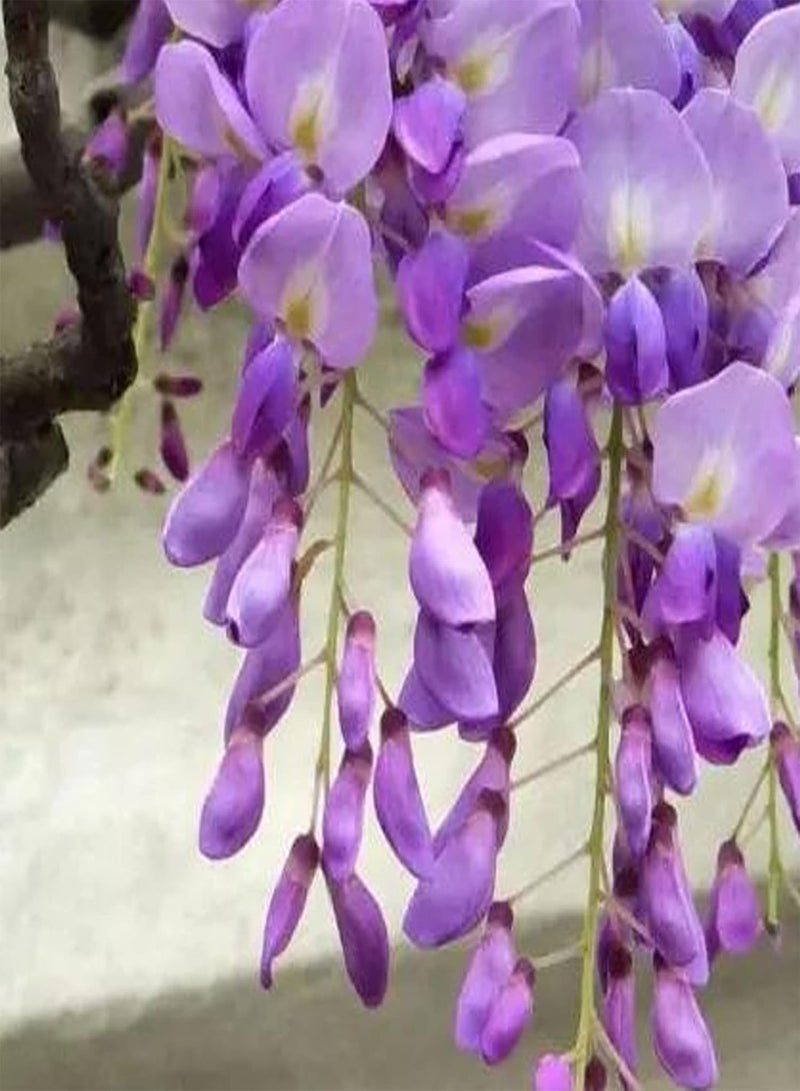 GGOOT Purple Wisteria Seeds,200Pcs Purple Wisteria Seeds Productive Easy Germination Attractive Assorted Natural Flower Seeds Garden Supplies Mix Color - Image 3