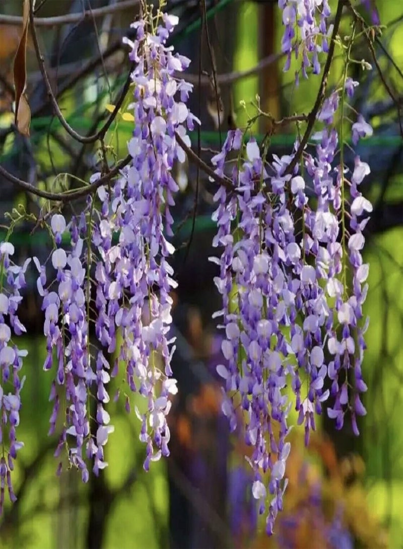 GGOOT Purple Wisteria Seeds,200Pcs Purple Wisteria Seeds Productive Easy Germination Attractive Assorted Natural Flower Seeds Garden Supplies Mix Color - Image 4