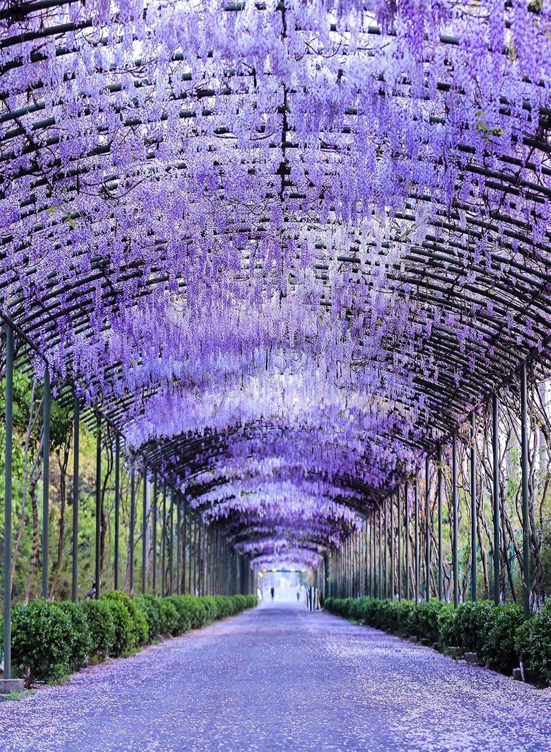 GGOOT Purple Wisteria Seeds,200Pcs Purple Wisteria Seeds Productive Easy Germination Attractive Assorted Natural Flower Seeds Garden Supplies Mix Color - Image 2