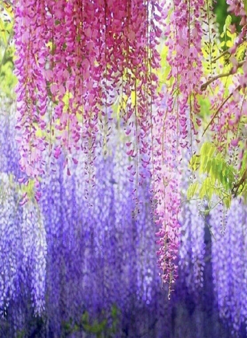 GGOOT Purple Wisteria Seeds,200Pcs Purple Wisteria Seeds Productive Easy Germination Attractive Assorted Natural Flower Seeds Garden Supplies Mix Color - Image 1