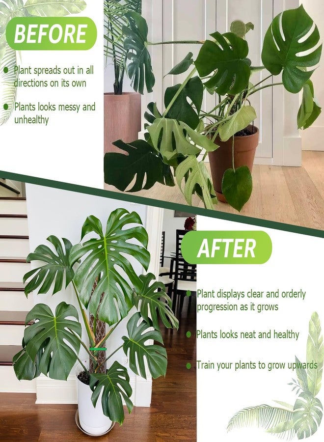 Sisher Monstera Moss Pole 4pcs Plastic Moss Pole for Climbing Plants Work with Sphagnum Moss 16 Inch D Shaped Poles Sturdy Plant Support Stakes Plant for Indoo Plants, White - Image 3