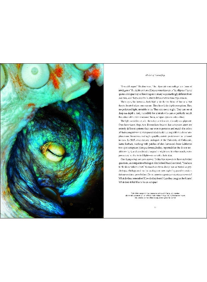 Secrets of the Octopus
