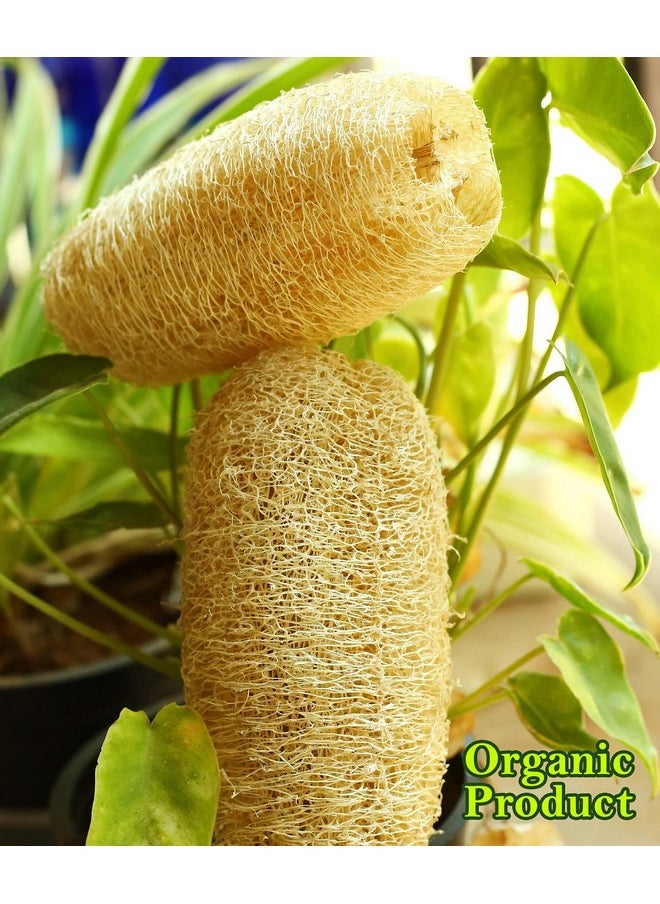 Generic Organic 100% Natural Whole Loofah Bath Sponge Body Scrubber Natural Loofah Loofah Sponge For Bathing I 15Cm To 20Cm (Pack Of 5)  - Image 3
