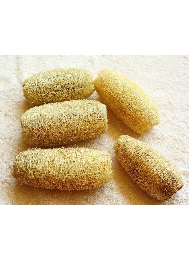 Generic Organic 100% Natural Whole Loofah Bath Sponge Body Scrubber Natural Loofah Loofah Sponge For Bathing I 15Cm To 20Cm (Pack Of 5)  - Image 2