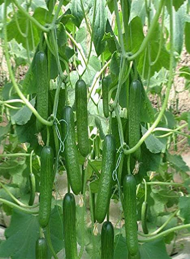 جي جوت 100 قطعة من بذور الخيار الخضراء ذات القشرة الناعمة، محاصيل لا غنى عنها، حصاد على مدار العام، سهلة الزراعة، بذور طازجة، استمتع بمتعة الحصاد، زراعة داخلية وخارجية - Image 2