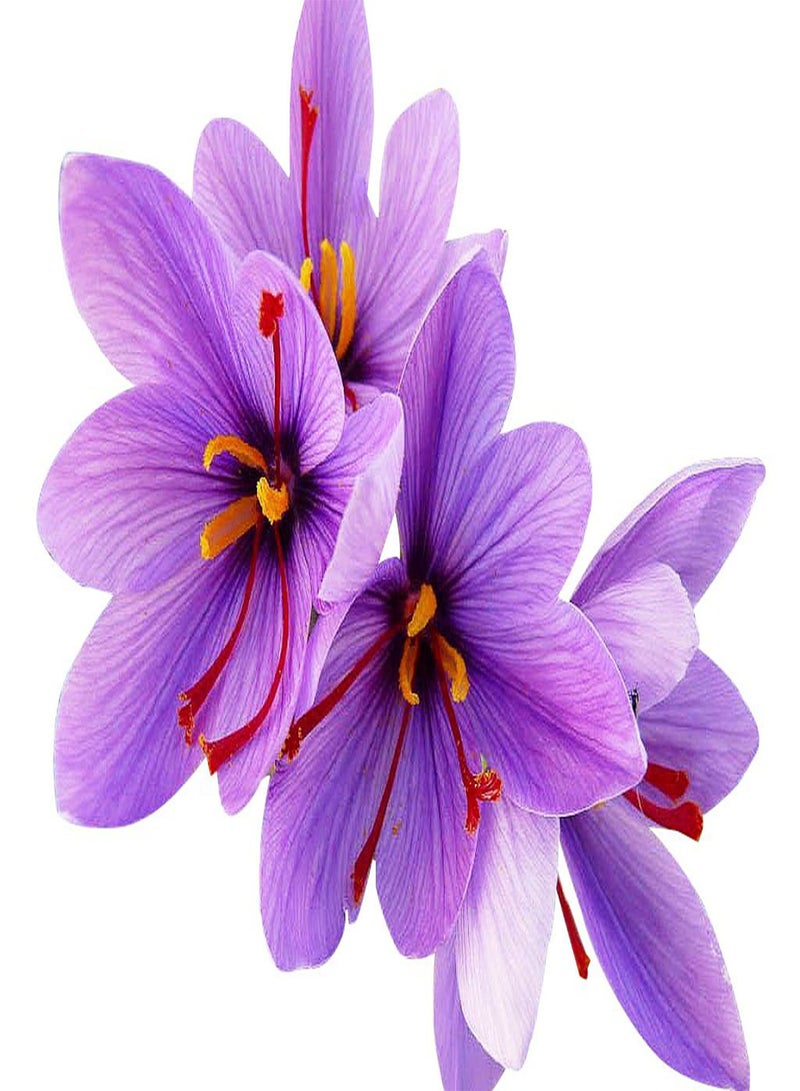 100 حبة زعفران من نوع Crocus Sativus - سيتم تضمين التعليمات