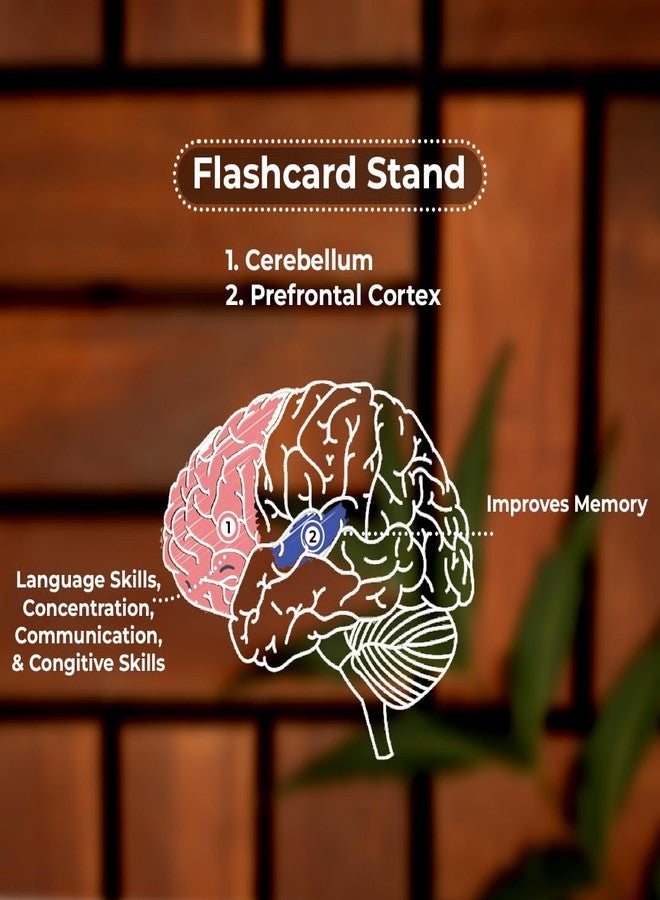 Brainytots Stable Flashcard Stand | Natural Wood Display | Enhances Visual & Cognitive Development | Anti-Topple Design | Easy-Swap Flashcard Holder | Pack of 3 - Image 3