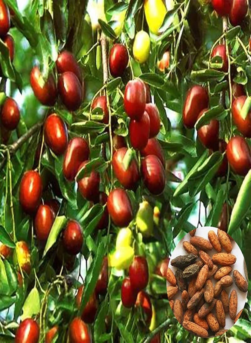 GGOOT Green Seeds, Safe and Harmless & Non-GMO,1 Bag Jujube Seed Sweet Fresh Lightweight Natural Friut Seed Farm Decor - Jujube Seeds - Image 1