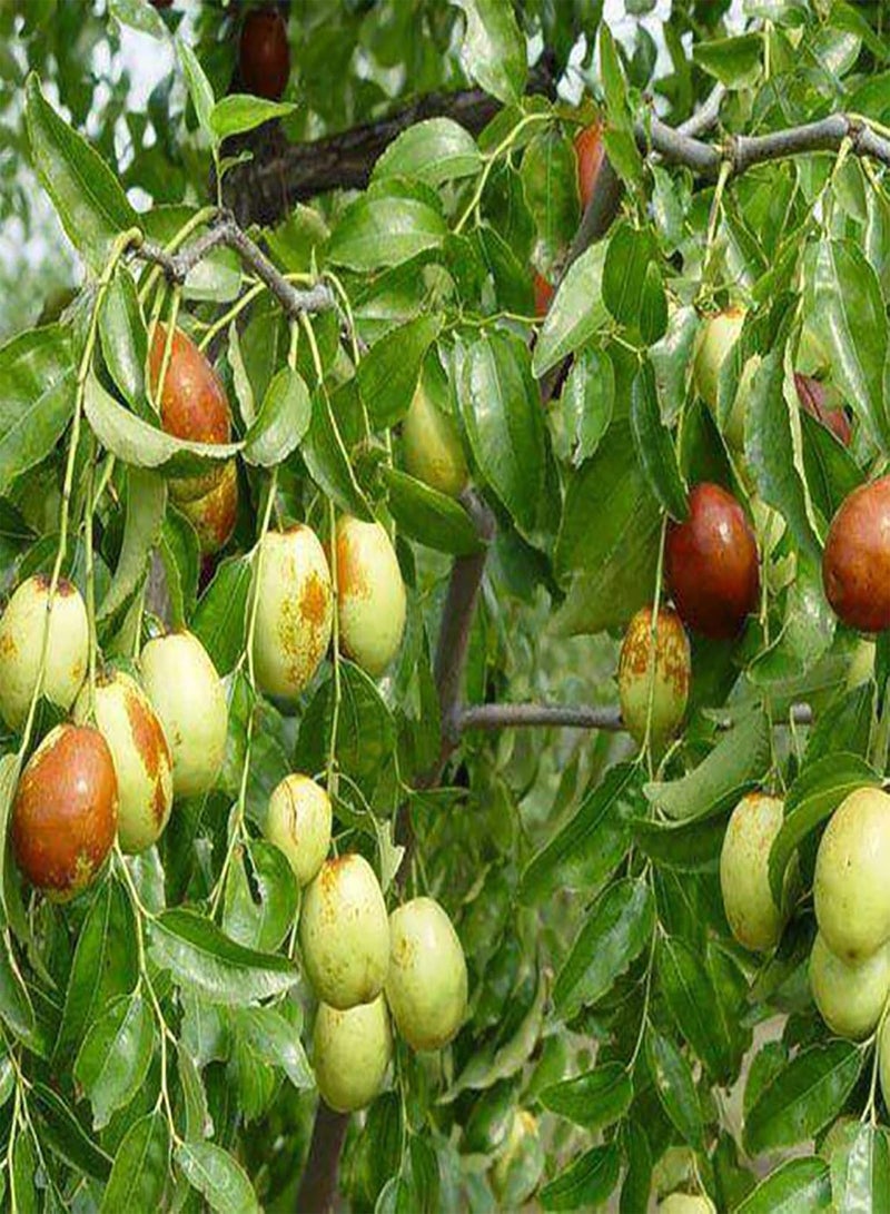 GGOOT Green Seeds, Safe and Harmless & Non-GMO,1 Bag Jujube Seed Sweet Fresh Lightweight Natural Friut Seed Farm Decor - Jujube Seeds - Image 3