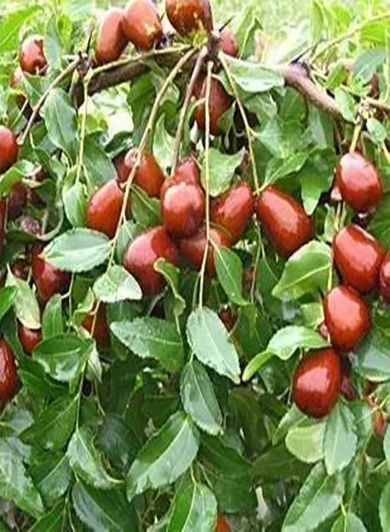 GGOOT Green Seeds, Safe and Harmless & Non-GMO,1 Bag Jujube Seed Sweet Fresh Lightweight Natural Friut Seed Farm Decor - Jujube Seeds - Image 2