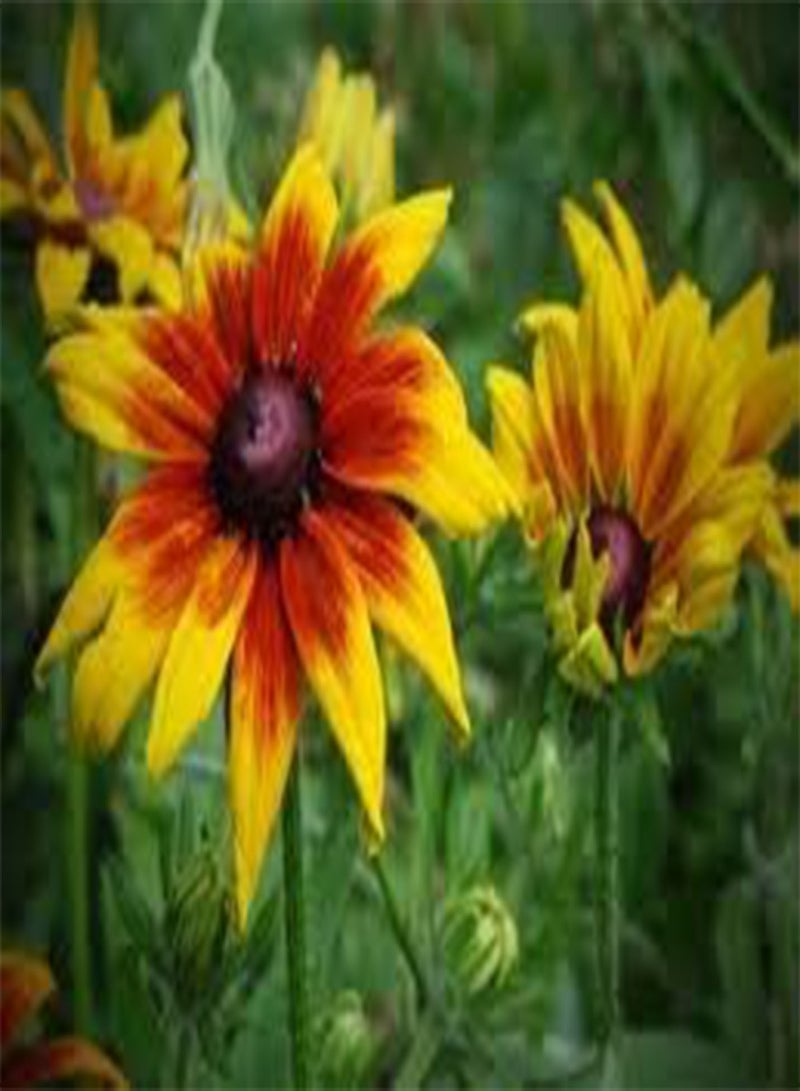 جي جوت بذور زهور ديزي غلوريوسا (رودبيكيا هيرتا)، (1/4 رطل) - Image 3