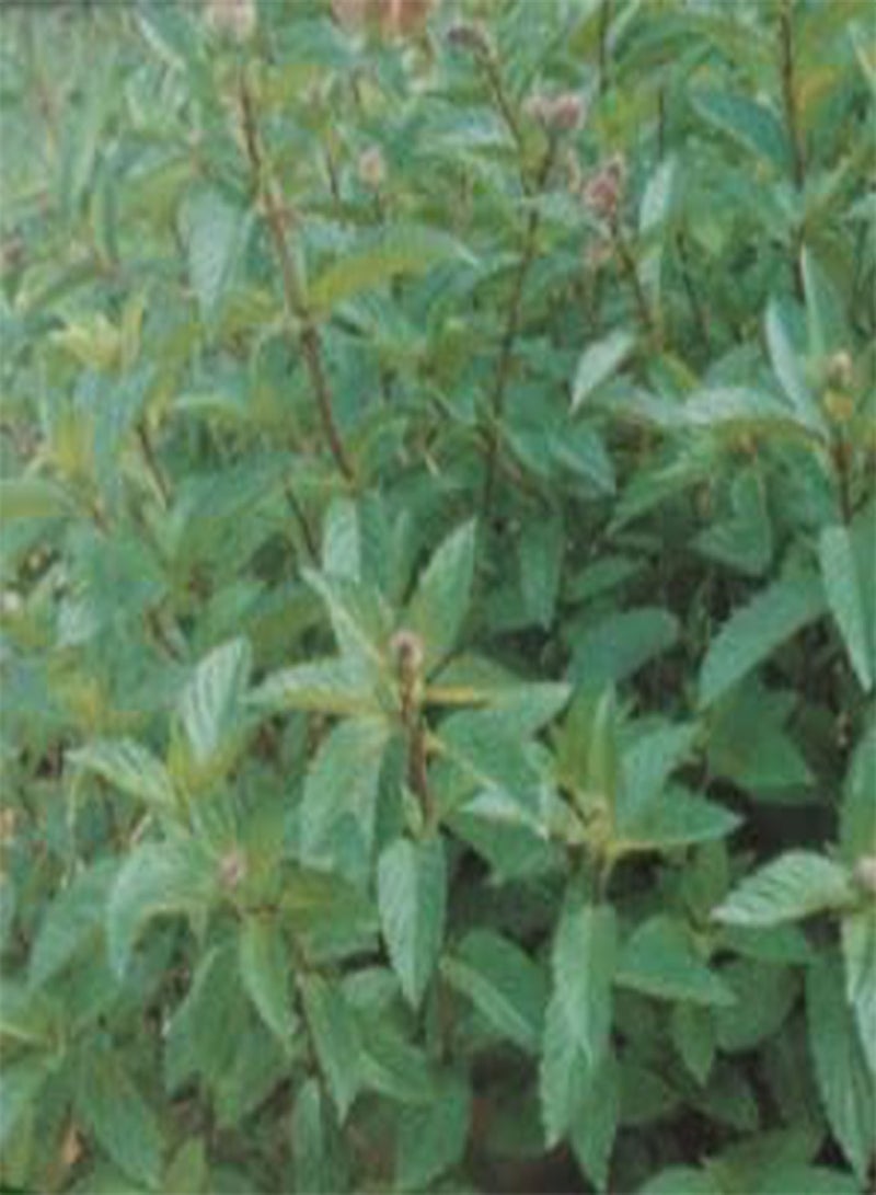 GGOOT 565 Seeds of Mint, Garden Treasures Fresh Herbs Vegetable Fruit 