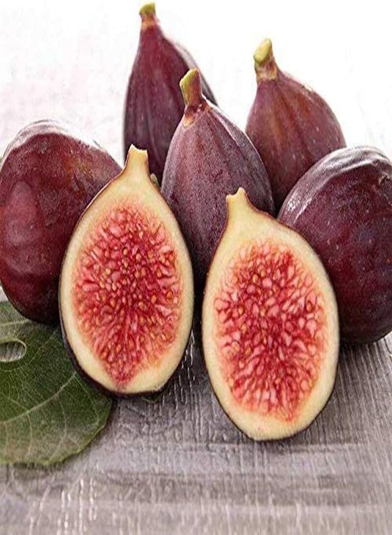 GGOOT 100pcs Fig Seeds Gardening/Indoor Planting Garden Heirloom Fruit Seed Harvested Every Year Light Red Flowers Decorate The Garden - Image 1