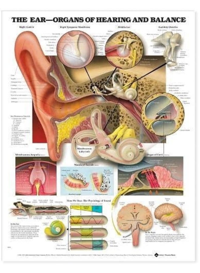 The Ear: Organs of Hearing and Balance Anatomical Chart 