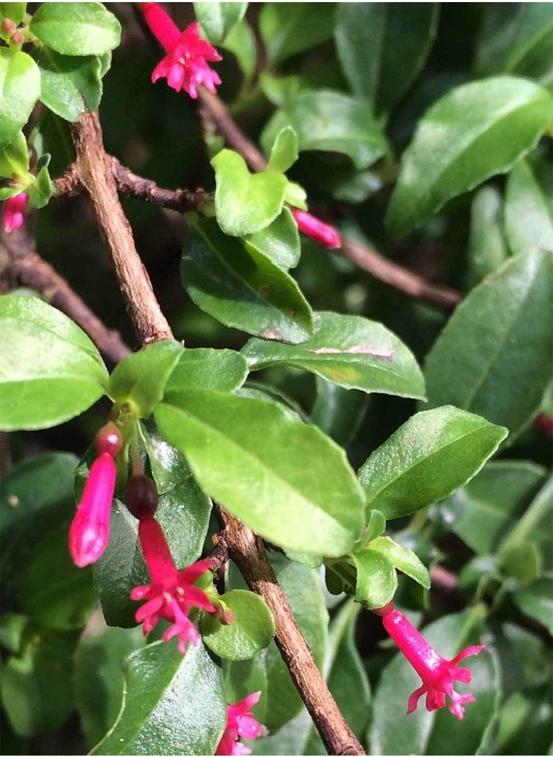 GGOOT - Fuchsia encliandra tetradactyla | 10_Seeds - Image 1