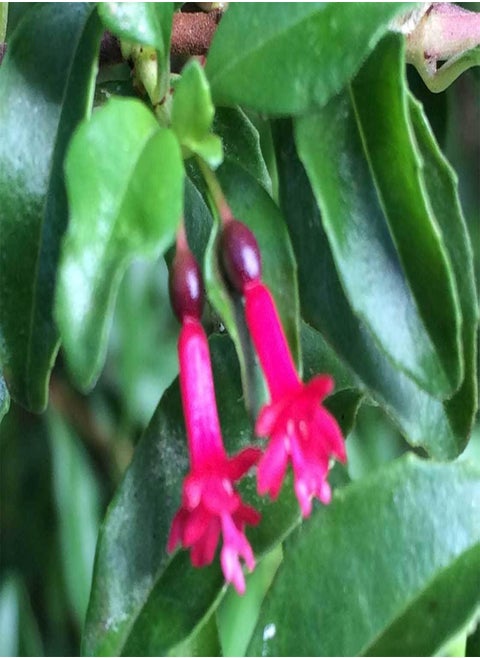 Fuchsia encliandra tetradactyla | 10_Seeds
