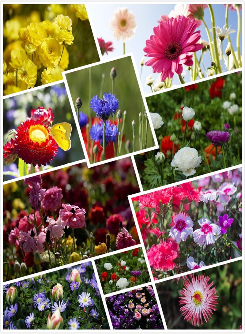 GGOOT The Bees Knees Wildflower Seeds Mixed, Wild Flower Seeds for Planting (2 Ounces 150+ Seeds)  - Image 2