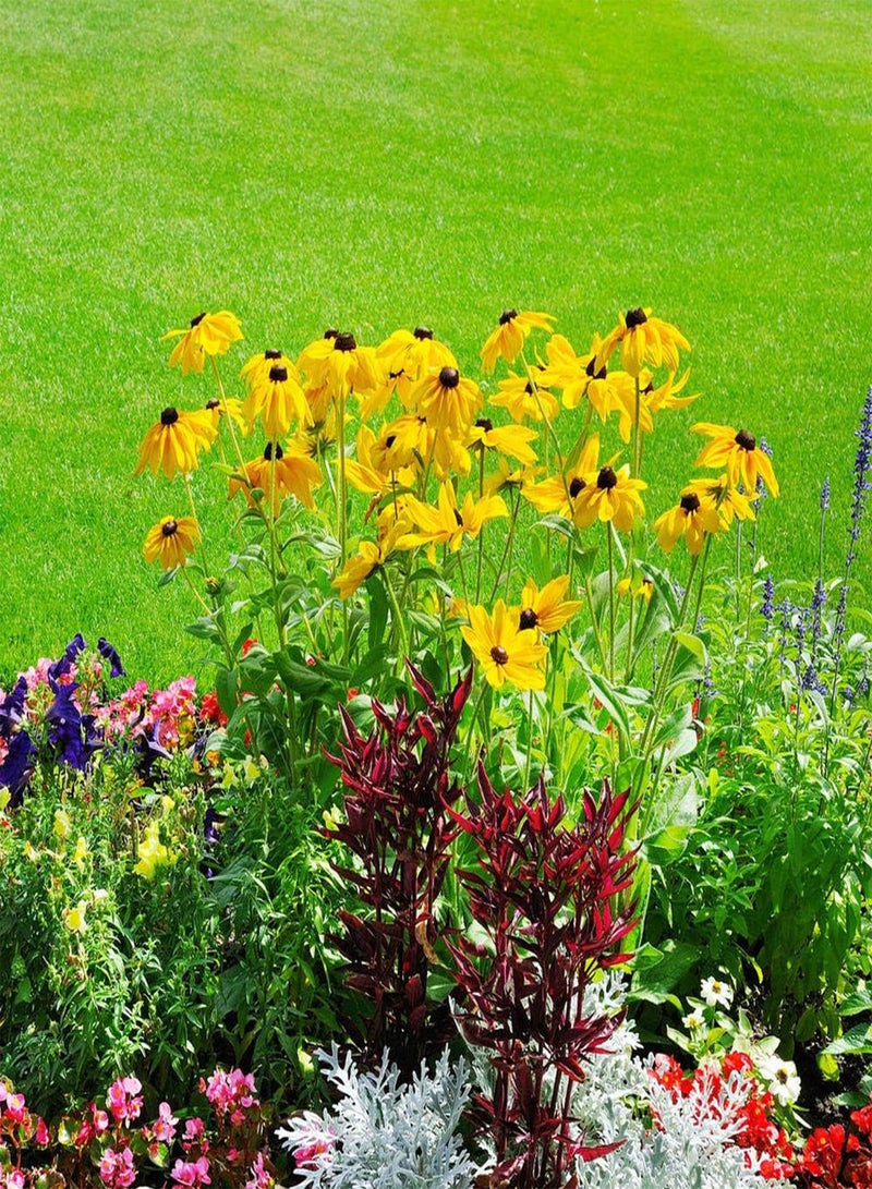 GGOOT The Bees Knees Wildflower Seeds Mixed, Wild Flower Seeds for Planting (2 Ounces 150+ Seeds)  - Image 3