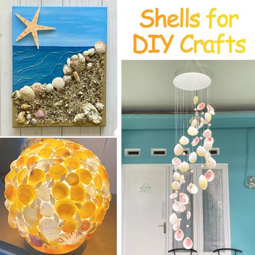 MOWPOG 80+ Pcs Natural Seashells, Mixed Starfish Sea Shells for Crafts, Various Sizes Ocean Shells Conch for Decorating, Beach Theme Party, DIY Crafts, Fish Tank Filling, Home Decor, Wedding Decoration - Image 5