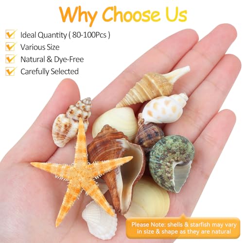 MOWPOG 80+ Pcs Natural Seashells, Mixed Starfish Sea Shells for Crafts, Various Sizes Ocean Shells Conch for Decorating, Beach Theme Party, DIY Crafts, Fish Tank Filling, Home Decor, Wedding Decoration - Image 2