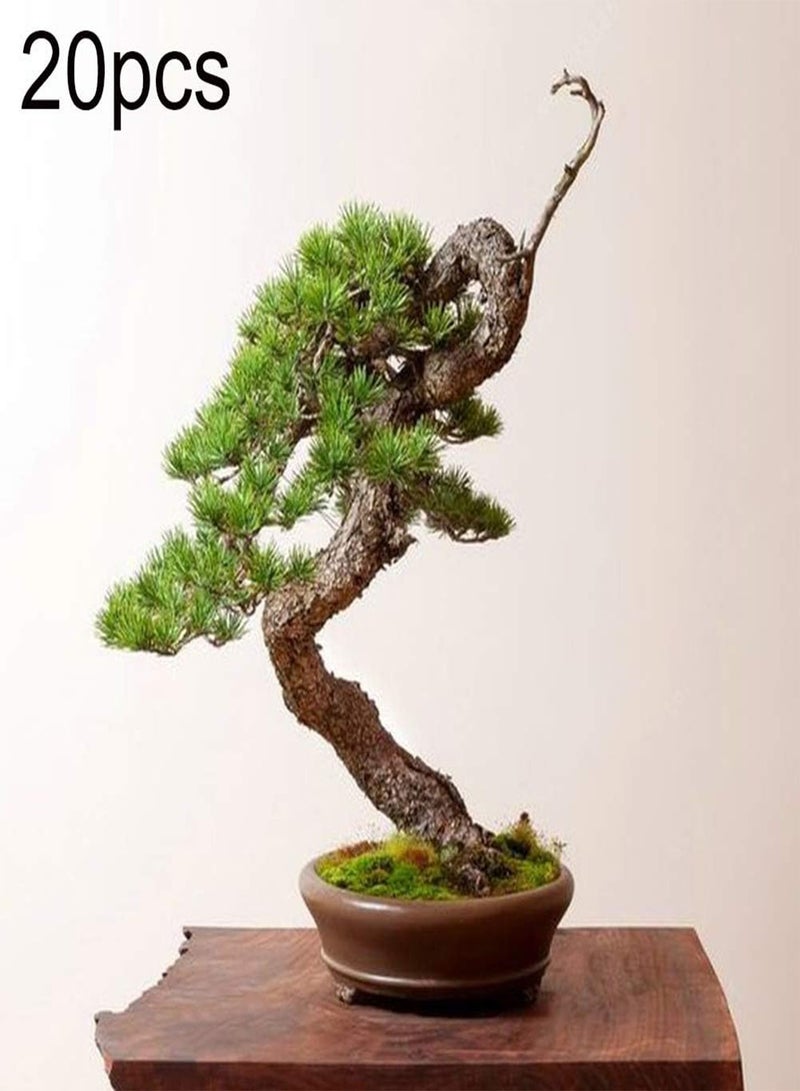 GGOOT 20Pcs Mini Pine Seeds High Germination Rate Easy to Grow Picea Perennials Bonsai Plants Home Gardening Decorations, Mini Bonsai Seeds for The Garden 20Pcs One Size - Image 2